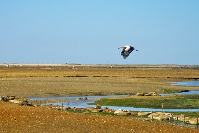 3-Hour Boat Tour in Ria Formosa on Olhão Algarve - Culatra Island: A Fisher Village Stop That Feels Real