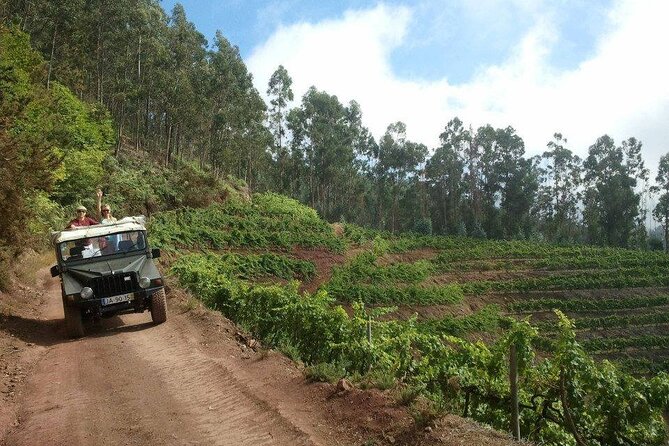 4x4 Safari Half day Poncha, Mountains, Vineyards and Cabo Girão Small group - Morning Jeep Time, Off-The-Map Views from Funchal