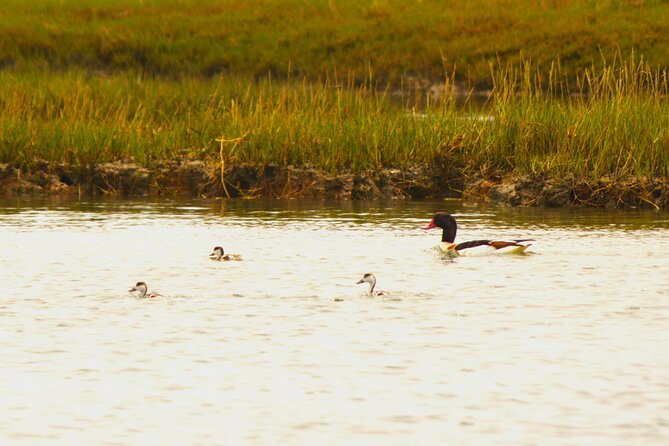 6 hour boat tour navegating through the Islands of Ria Formosa National Park - Why Ria Formosa by Boat Feels Different Than From Shore