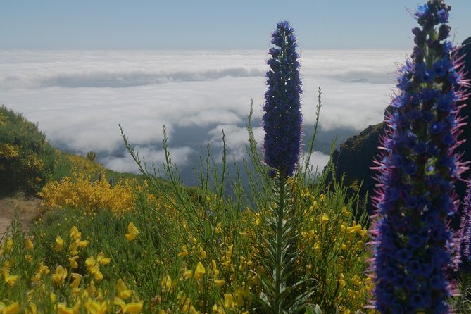 Achadas Teixeira- Pico Ruivo -& Pico pedras/Queimadas forest walk - Pico Ruivo stop: where the views pay back your effort