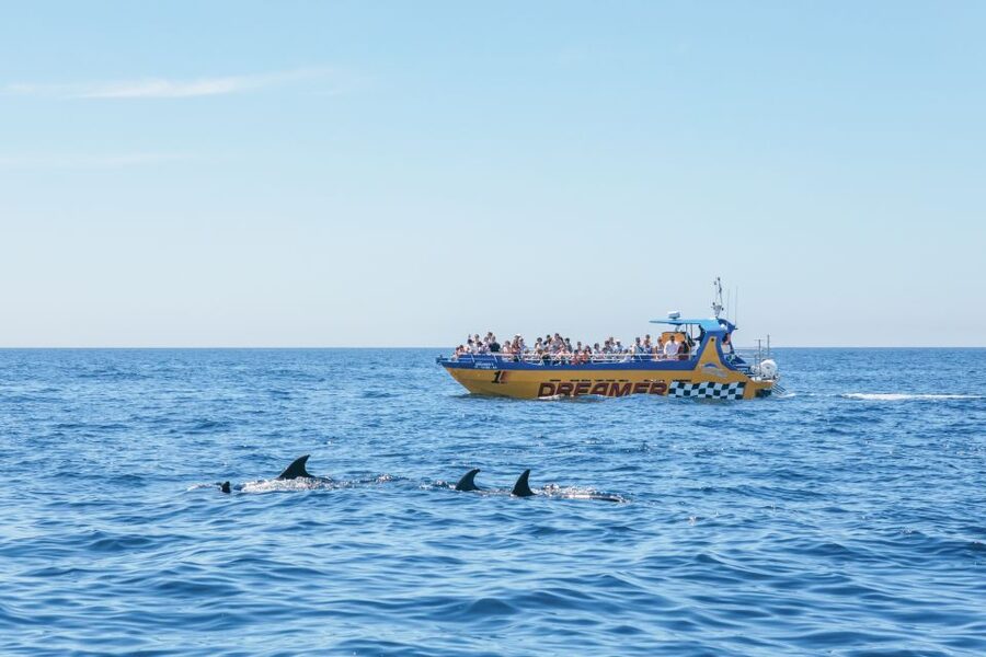 Albufeira: 2.5-Hour Benagil Caves & Dolphin Watching - Price and value: what $40 covers, and what can change on the day