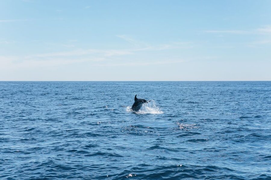 Albufeira: 2.5-Hour Benagil Caves & Dolphin Watching - Dolphin watching out at sea: how the hunt works and how to think about success