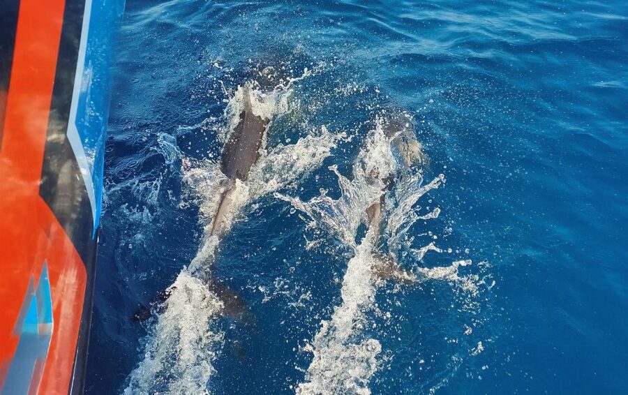 Albufeira: 2.5-Hour Dolphin Watching and Caves Trip - Key highlights at a glance