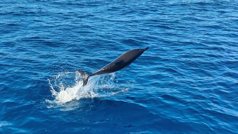 Albufeira: 2.5-Hour Dolphin Watching and Caves Trip - Entering the sea caves, including Benagil, and what to watch for inside