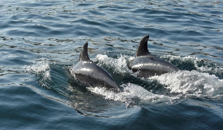 Albufeira: 2.5-Hour Dolphin Watching and Caves Trip - Who should book this Albufeira caves and dolphin trip