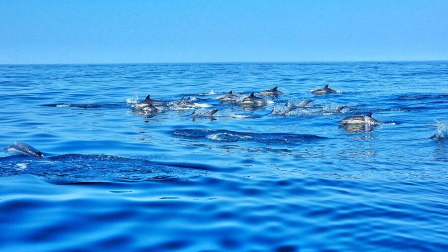Albufeira: Benagil Cave and Dolphin Sightseeing Boat Cruise - Price and value: why about $47 can feel fair for a 2.5-hour ride