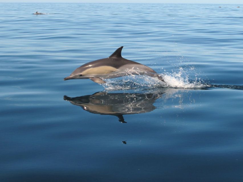 Albufeira: Benagil Cave and Dolphin Sightseeing Boat Cruise - Alfanzina Lighthouse area, the perfect end-of-caves photo moment
