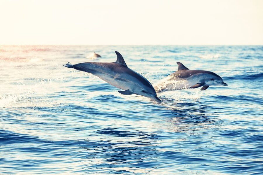 Albufeira: Benagil Caves & Dolphin Watching Speed Boat Tour - Dolphin watching at sea: exciting, respectful, and never guaranteed