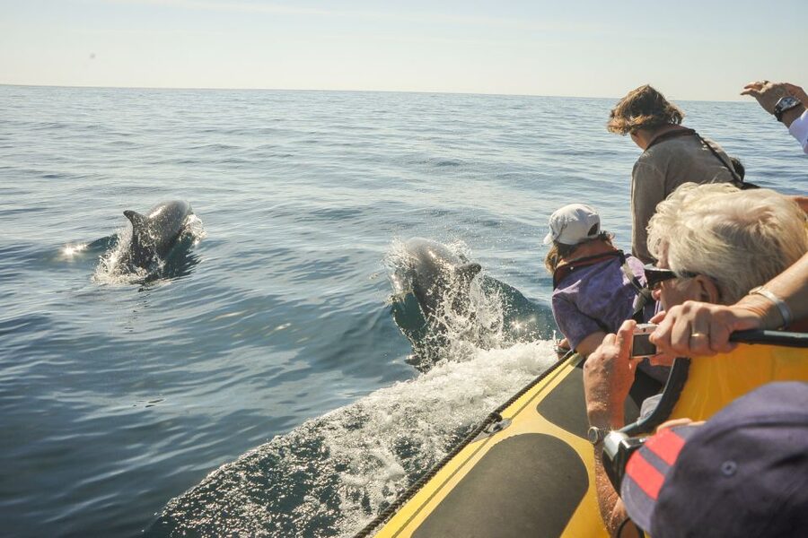 Albufeira: Benagil Caves & Dolphin Watching Speed Boat Tour - Where you meet, and how to plan around no hotel pickup