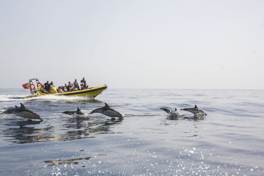 Albufeira: Benagil Caves & Dolphin Watching Speed Boat Tour - The 18 km coastal cruise, what to watch for on the way