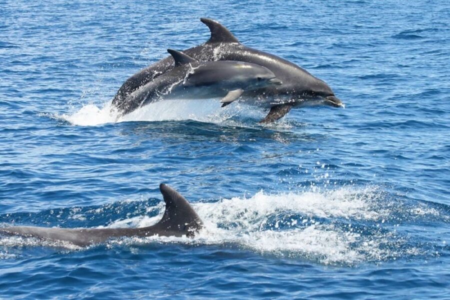 Albufeira: Dolphin Watching and Benagil Cave - Why This Albufeira Dolphin and Benagil Cruise Feels Worth It