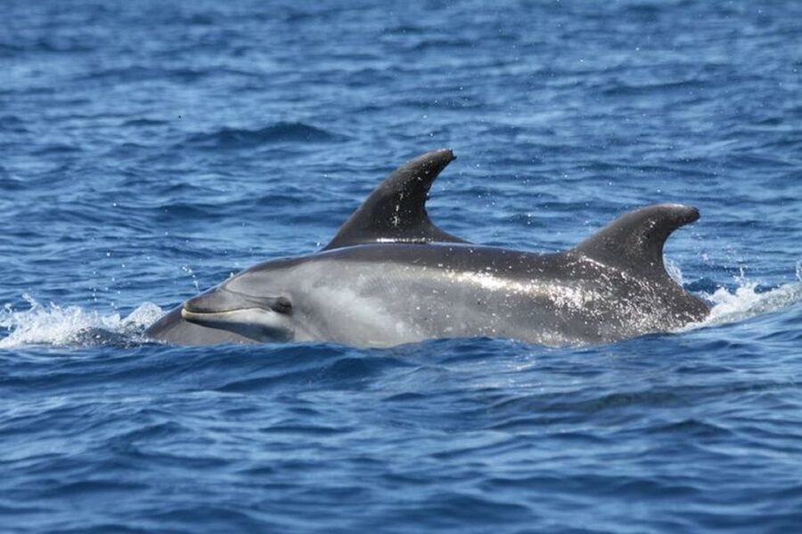 Albufeira: Dolphin Watching and Benagil Cave - Entering Sea Caves Including Benagil: Why This Stop Hits Different