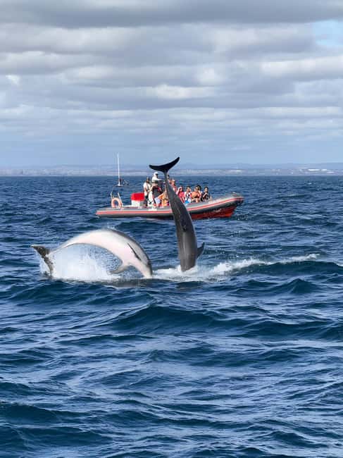 Albufeira: Dolphin Watching and Benagil Cave Boat Cruise - Meeting at Albufeira Marina, then Off Into the Water