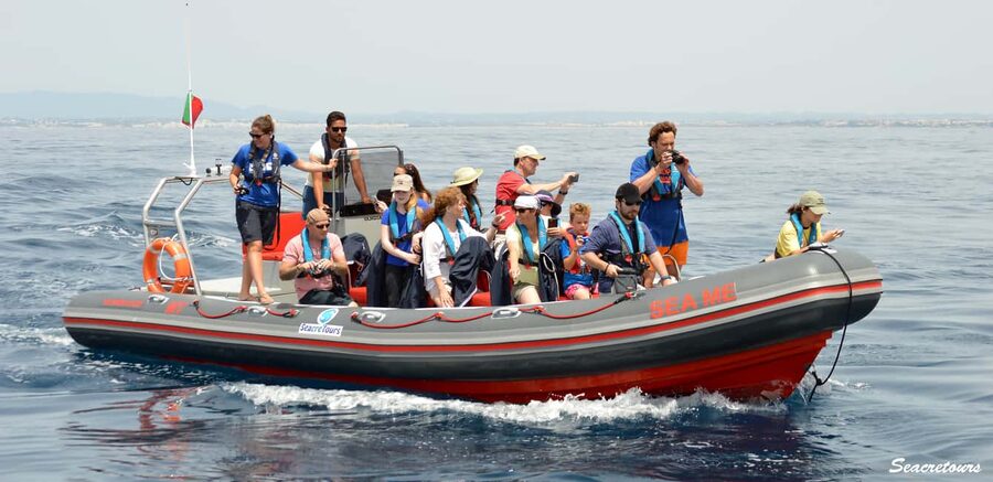 Albufeira: Dolphin Watching and Benagil Cave Boat Cruise - The 18 km Coast Cruise, Sea Caves, and Alfanzina Lighthouse Views