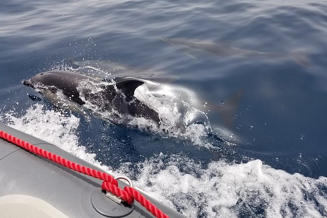 Albufeira: Dolphins and Caves Tour - Benagil Cave stop: what you get in 15 minutes