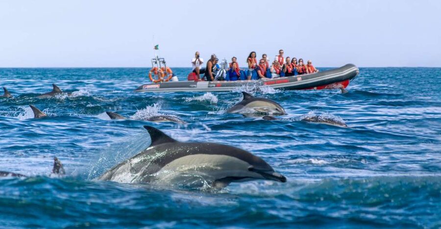 Albufeira: Dolphins, Benagil Caves and Coastline Boat Tour - Quick Checklist Before You Decide
