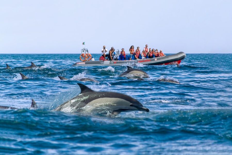 Albufeira: Dolphins, Benagil Caves and Coastline Boat Tour - What the Boat Ride Is Like: Speed, Wind, and Safety