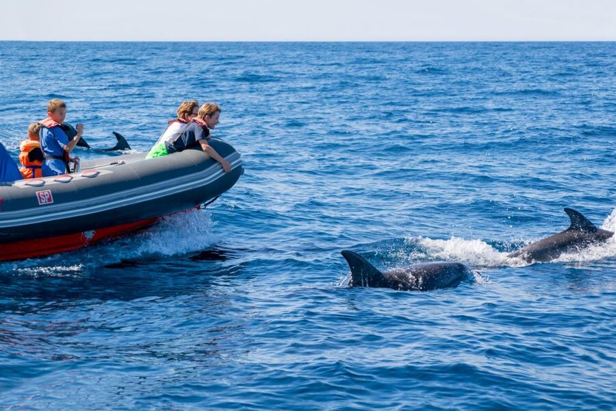 Albufeira: Dolphins, Benagil Caves and Coastline Boat Tour - Best For, Skip If: Who Should Book