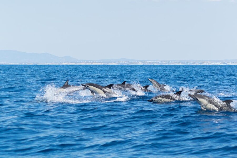 Albufeira: Dolphins, Benagil Caves and Coastline Boat Tour - What to Bring (And What Not to Bring)