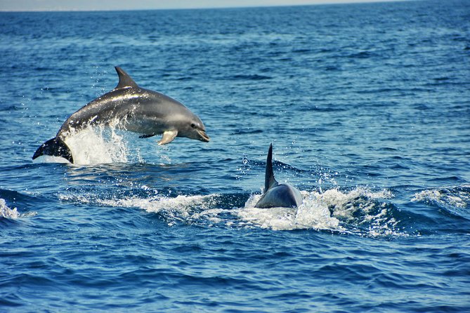 Albufeira Dreamer Boat Trip - Algar de Benagil and Praia da Marinha: The Main Event, With a Realistic Catch