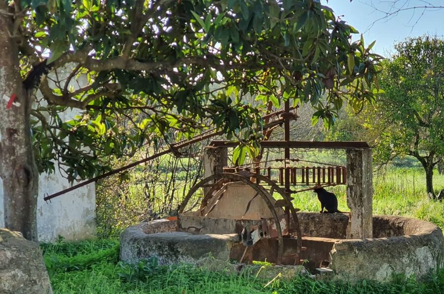 Albufeira: Safari Excursion in the Algarve Mountains - Off-Road Trails, Fruit Plantations, and the Roman Water System Story