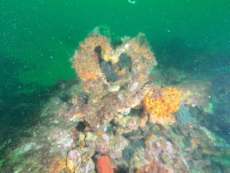 Albufeira: Scuba Diving Experience for Beginners - Price and value: is $125 worth it in Albufeira?