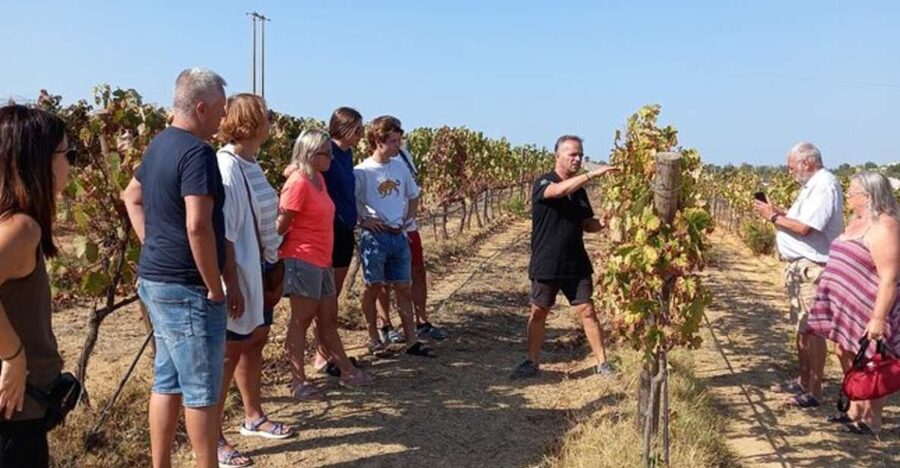 Albufeira/Vilamoura: Winery Tour with Wine Tasting and Tapas - Wine tasting plus Portuguese cold tapas: what you actually get to taste