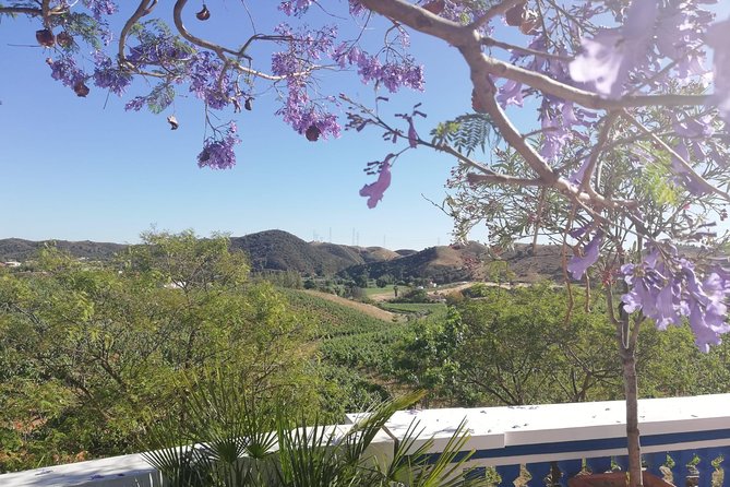 Albufeira Wine Tasting: Boutique Winery Tour & Historic Silves - The cork trees stop: a short lesson with big payoff