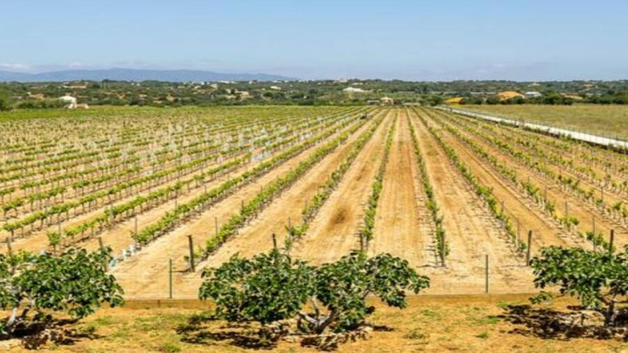 Algarve: Classic Wine Tour & Tasting in Silves - Key points at a glance