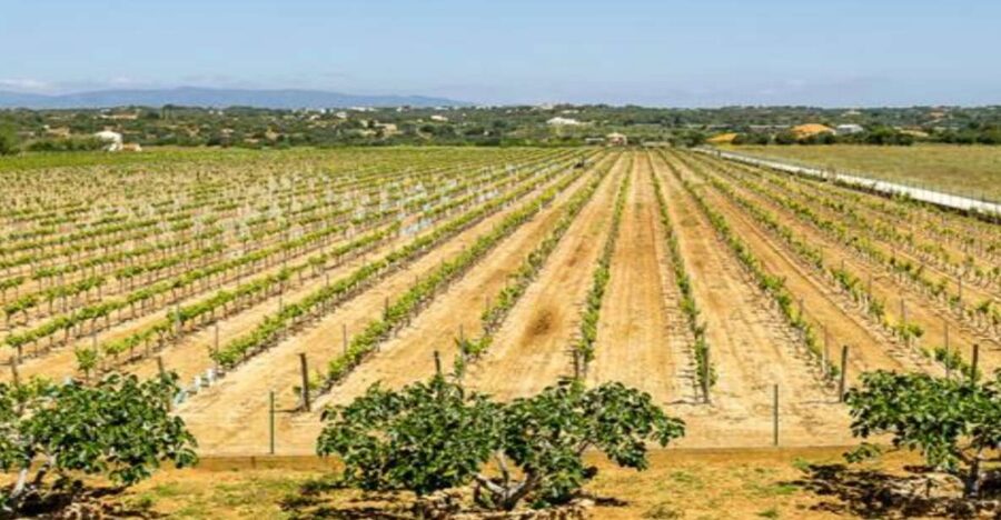 Algarve: Classic Wine Tour & Tasting in Silves - Algarve wine tour in Silves: what makes this one feel classic