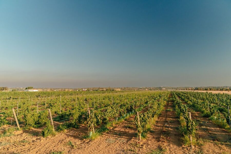 Algarve: Classic Wine Tour & Tasting in Silves - Getting there and what to wear at Cabrita Wines