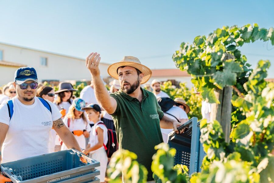 Algarve: Classic Wine Tour & Tasting in Silves - Who should book this Silves wine tasting, and who should skip it