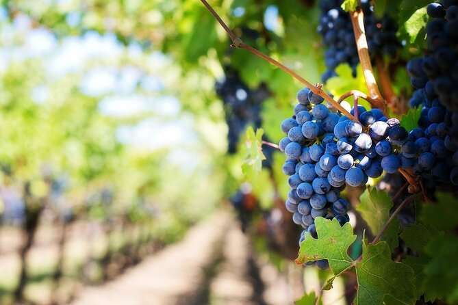 Algarve Landscapes & Winery - Winery Tour and Wine Tasting: What You Can Expect
