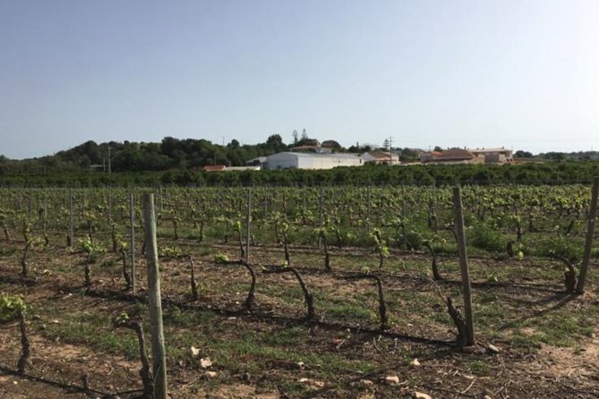 Algarve Wine Tour of Two Wine Estates - How Two Algarve Estates Keep It Interesting