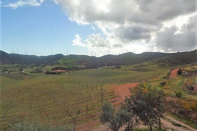 Algarve Wine Tour of Two Wine Estates - Stop 1: Villa Alvor, Cork Trees, Citrus Fields, and a Family Winery