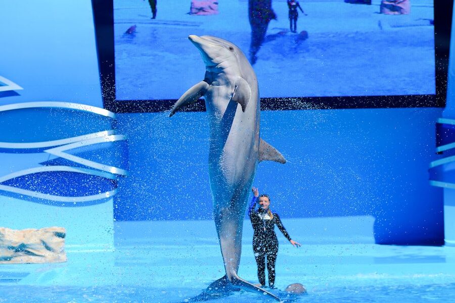 Algarve: Zoomarine Amusement Park Entry Ticket - Dolphin, sea lion, and birds of prey: shows that move your day forward