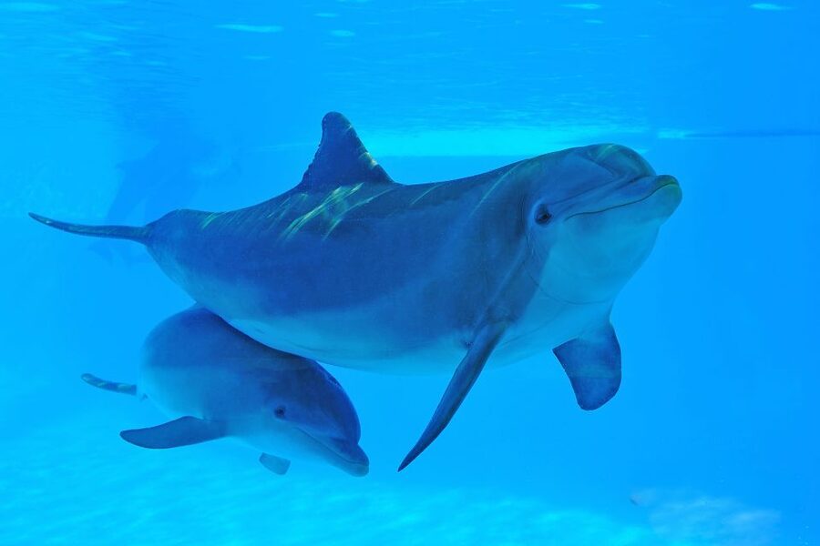 Algarve Zoomarine Ticket and Dolphin Emotions Experience - Value check: is $142 worth it in the Algarve?