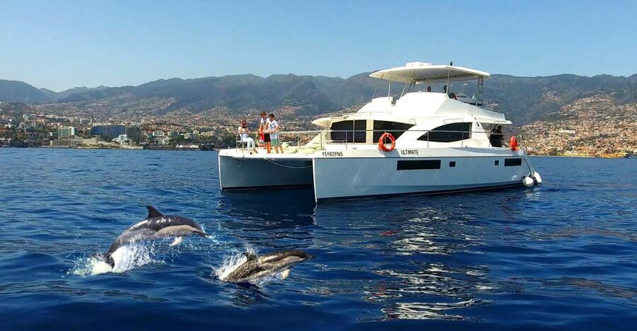 All Inclusive Whale and Dolphin Watching Luxury Tour - Key highlights that make this tour worth your time