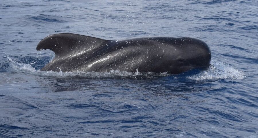 All Inclusive Whale and Dolphin Watching Luxury Tour - The first 30 minutes at sea: a real “work the area” spotting session
