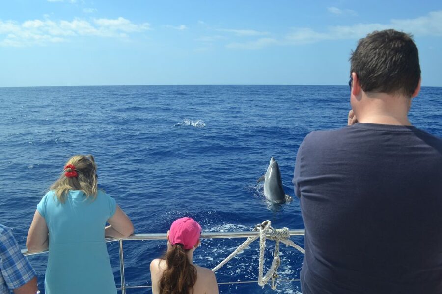 All Inclusive Whale and Dolphin Watching Luxury Tour - Itinerary flow that makes sense for a 3-hour trip