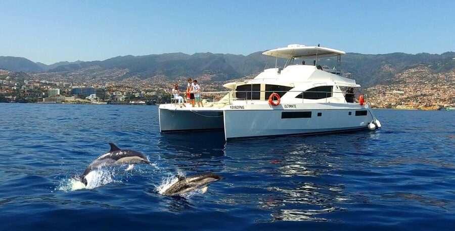 All Inclusive Whale and Dolphin Watching Luxury Tour - The wildlife hunt: dolphins, whales, and turtles without the chaos
