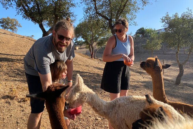 Alpaca Farm MamaAdama Meet & Feed - Alpaca calm in Grandola, in Portugal’s Alentejo style