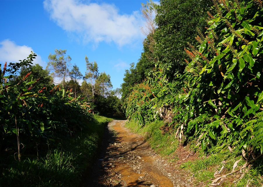 Azores: São Miguel and Lagoa do Fogo Hiking Trip - Price and Value: Why $76 Works for an 8-Hour Day