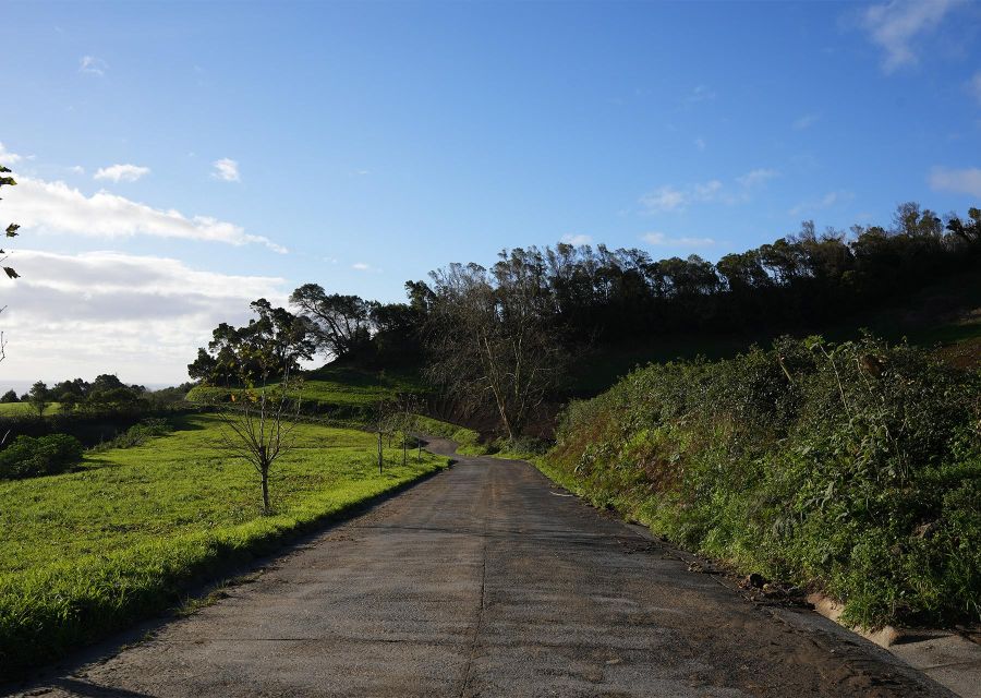 Azores: São Miguel and Lagoa do Fogo Hiking Trip - Up Through Pastures, Cryptomeria, and Heather