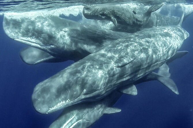 Azores Whale Watching & Islet Boat Tour - Key Points You Should Know Before You Go