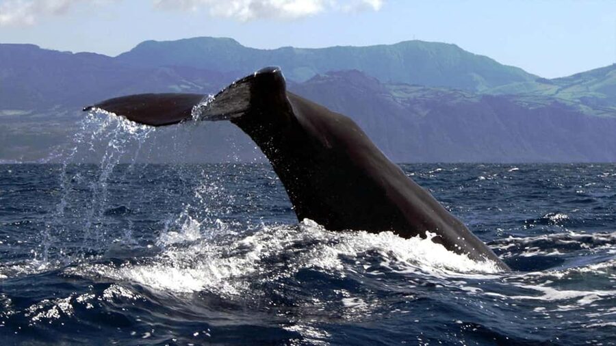Azores Whale Watching & Islet Boat Tour - Price and Value: Why $70 Can Be a Fair Deal Here
