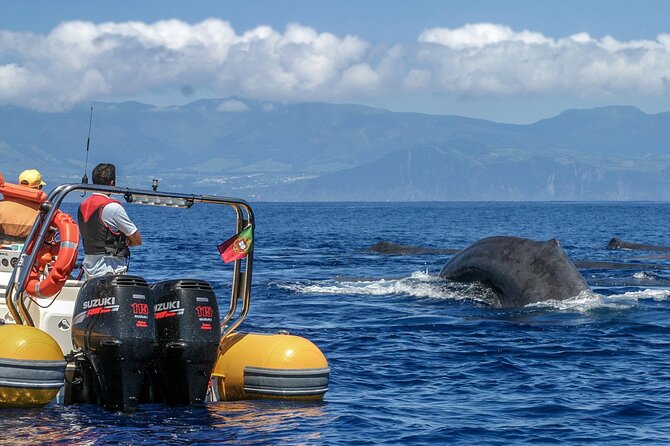 Azores Whale Watching & Islet Boat Tour - Vila Franca do Campo: The Azores Launchpad for Real Cetacean Scanning