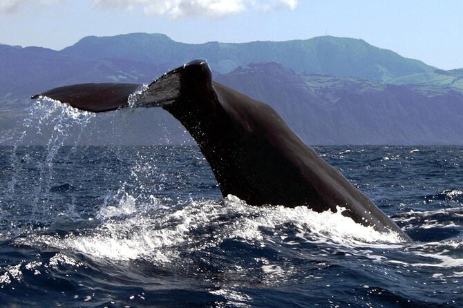 Azores Whale Watching & Islet Boat Tour - What the Guides Teach You: Species Behavior, Sperm Whales, and Dolphin Patterns