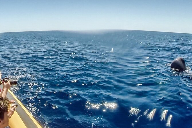 Azores Whale Watching & Islet Boat Tour - Free Time at the Marina Area, Then Back to Ponta Delgada or Terra Azul