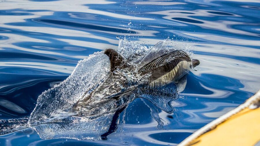 Azores Whale Watching & Islet Boat Tour - What to Bring (and What to Skip) for a Smooth, Photo-Friendly Day